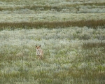 Coyote Face to Face Meeting 