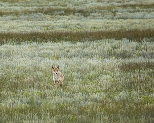 Coyote Face to Face Meeting 