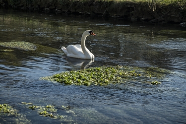 White Swan 