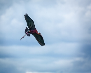 Glossy Ibis Coming in for a Landing 