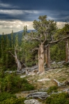 Goliath Trees on Mt. Evans 