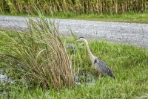 Great Blue Heron on the Water's Edge 