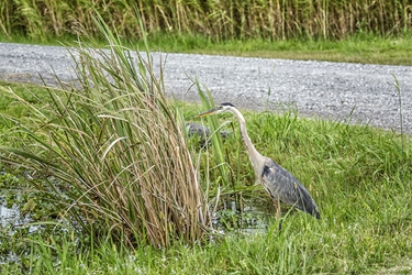 Great Blue Heron on the Waters Edge 