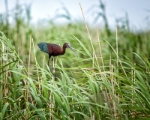 White-Faced Ibis on a Reed 