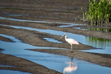 Juvenile Roseate Spoonbill  