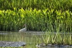 Juvenile Ibis Wading in a Rice Field 
