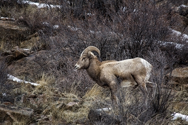 Bighorn Ram Surveying His Domain Near Lake City, Colorado 