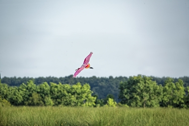 Roseate Spoonbill Coming in fr a Landingo 