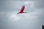 Roseate Spoonbill Flying High 