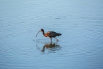 White-Faced Ibis Fishing 