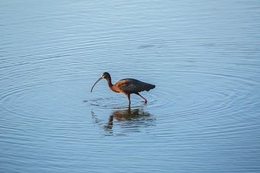 White-Faced Ibis Fishing 