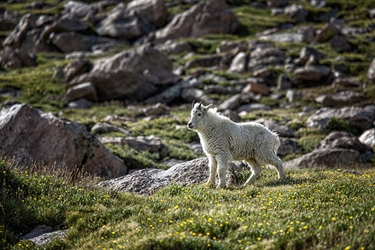 Juvenile White Mountain Goat on Mt. Evans, Colorado 